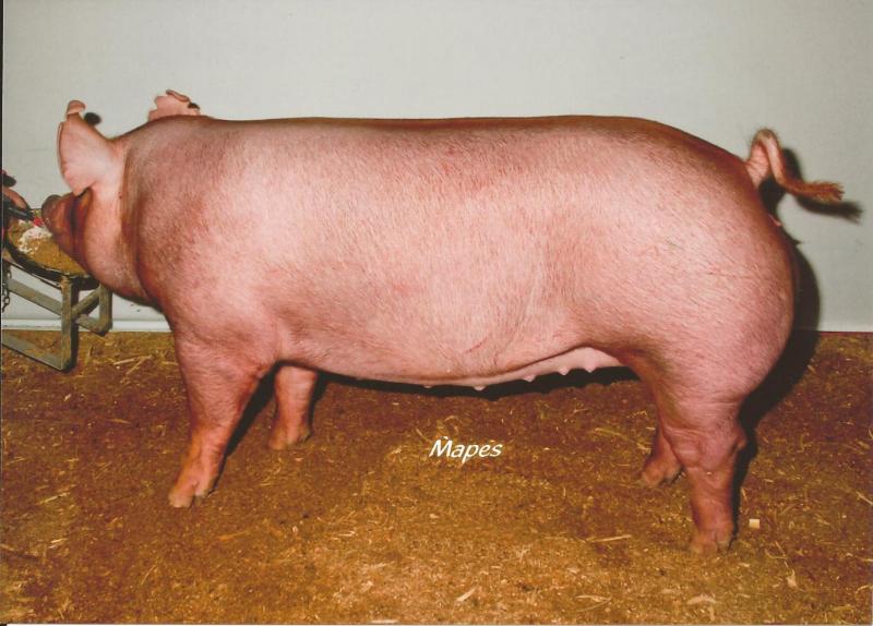 High selling gilt at the National Tamworth Show